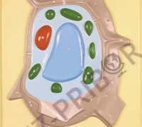 Барельефная модель "Растительная клетка"