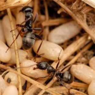 Муравьи, устройство муравейника