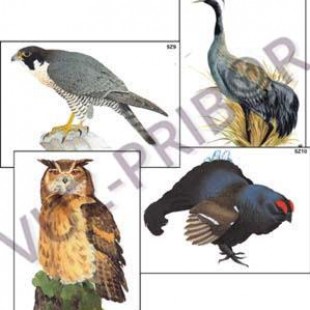 Многообразие хордовых Птицы