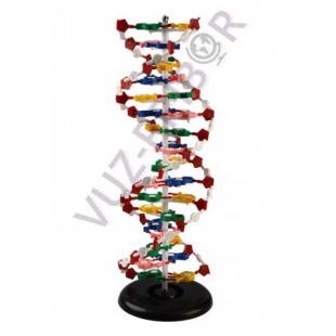 Модель структуры ДНК