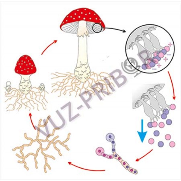 Шляпочные грибы в период размножения формируют. Размножение шляпочных грибов спорами. Образование спор - бесполое размножение грибов.. Размножение шляпочных грибов схема. Цикл размножения шляпочных грибов.