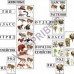 Классификация растений и животных