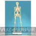 Модель скелета человека. 85 см.
